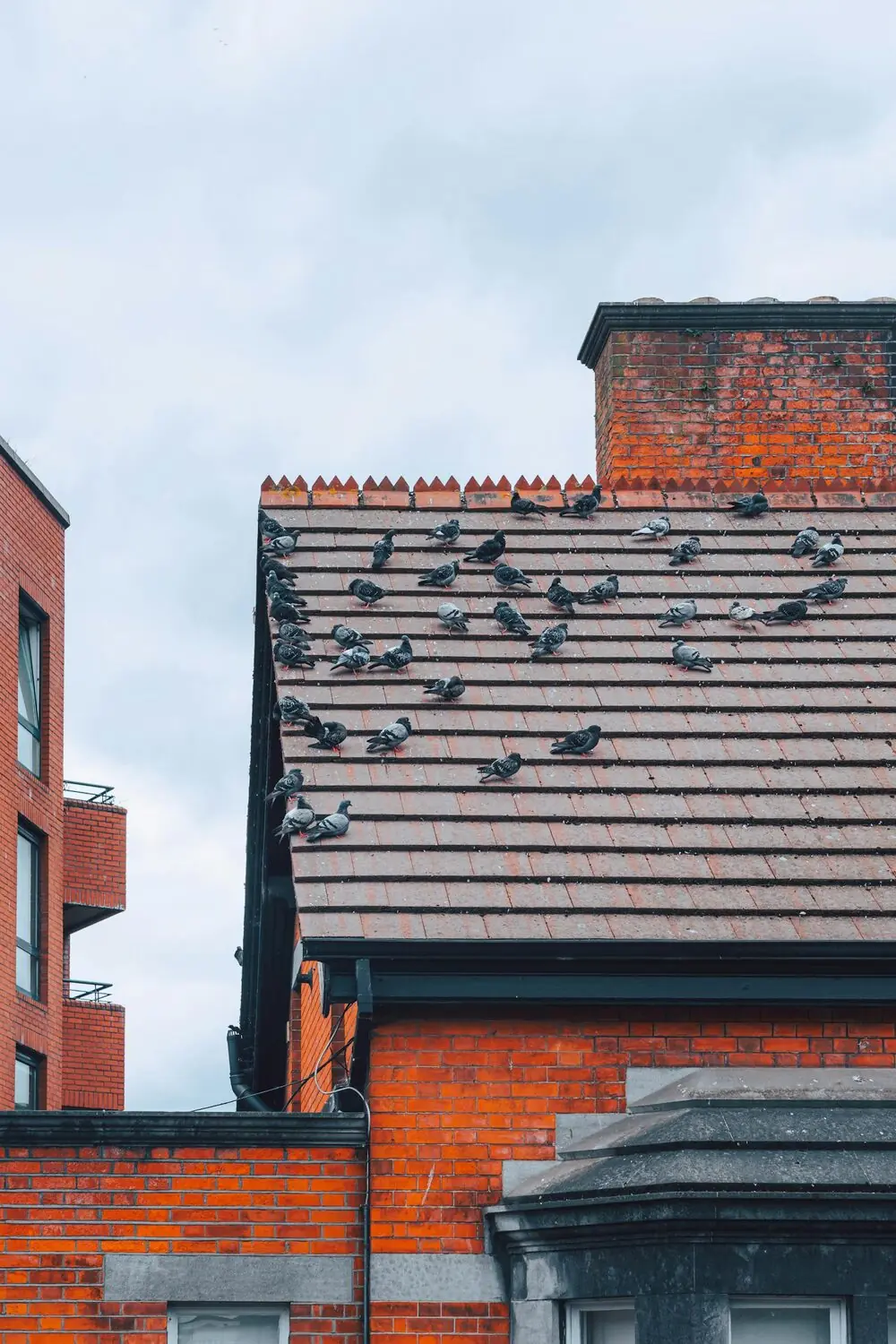Sistemas antipalomas para placas solares: por qué los necesitas y cómo se instalan